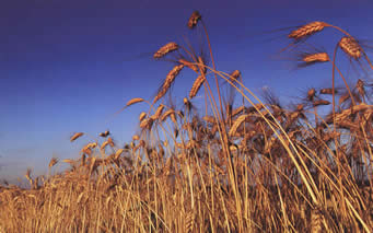 Photograph of wheat
